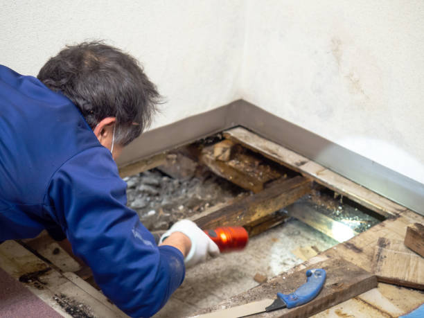 Best Commercial Mold Remediation in Serenada, TX