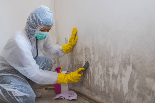 Best Mold Remediation for Specific Building Types in Serenada, TX