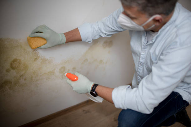 Best Health and Safety Mold Remediation in Serenada, TX