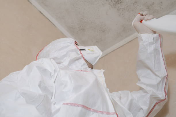 Best Post-Flood Mold Remediation in Serenada, TX