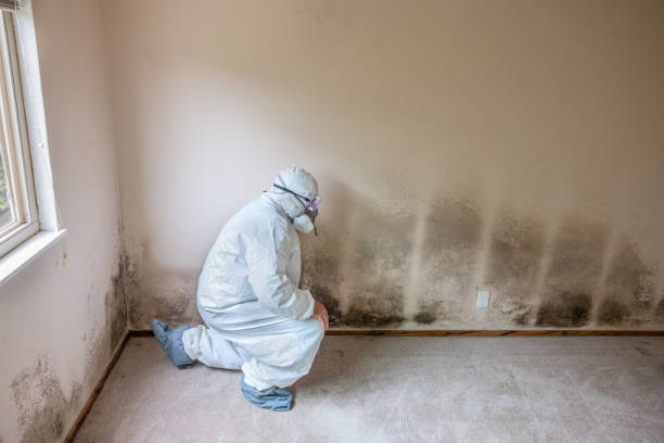 Best Post-Flood Mold Remediation in Serenada, TX