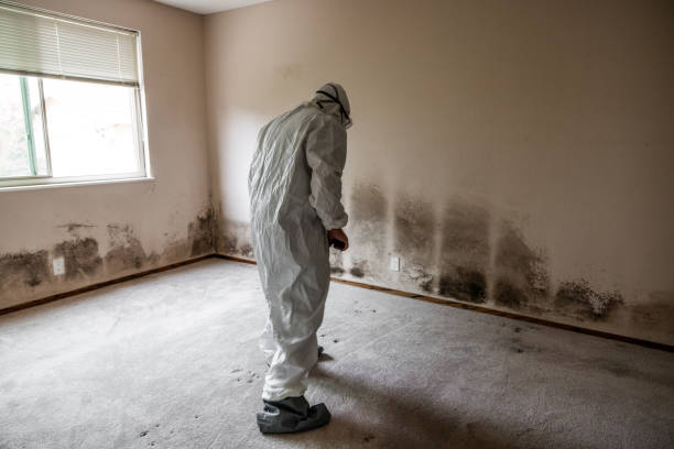 Best Emergency Mold Remediation in Serenada, TX