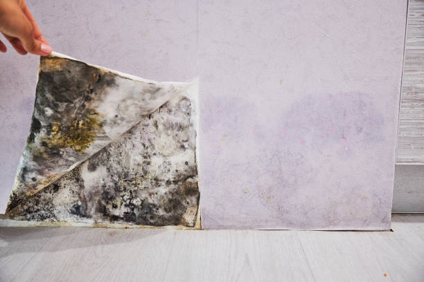 Best Residential Mold Remediation in Serenada, TX